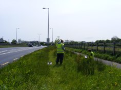 road botanical fieldwork